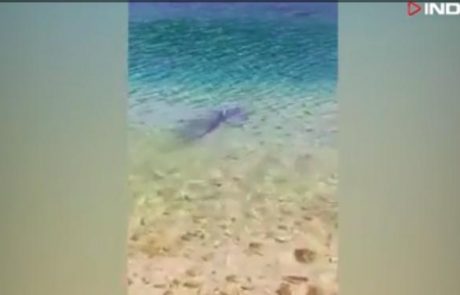 Na Hrvaškem kopalce znova straši morski pes, tokrat pri Šibeniku (video)