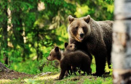 FOTO: Naše tace zakuhale svetovni škandal