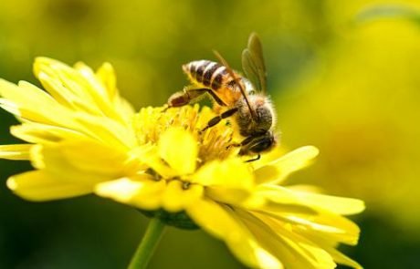 Čebele mrtve, sumijo na pesticide