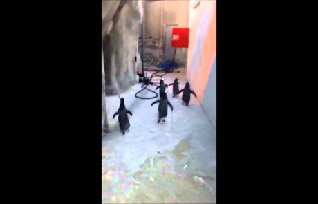 Skupina pingvinov se odpravi na pustolovščino (video)