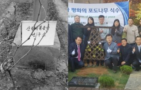 FOTO: V takšnih razmerah rasteta potomki Stare trte v Severni in Južni Koreji