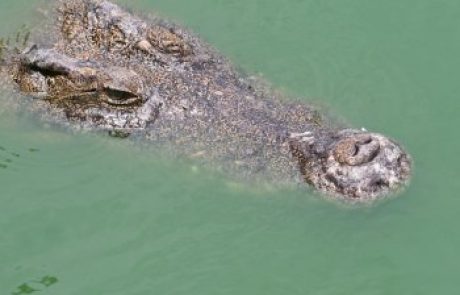 Nova drama na Floridi, aligator zagrabil dečka