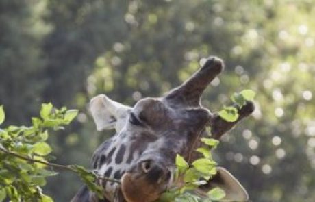 Nesrečna smrt žirafe v ljubljanskem ZOO