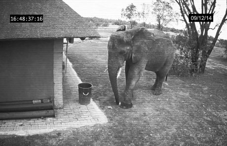 Varnostna kamera je posnela slona, ki pobira človeške smeti z zelenice