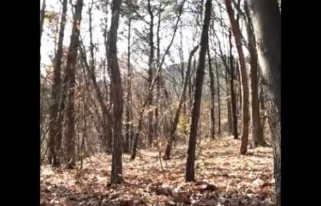 ŠOKANTNO: Kamera sredi gozda posnela duha (video)