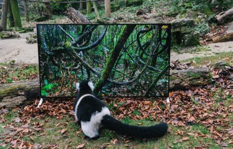 Zakaj imajo ti lemurji v gozdu boljšo televizijo kot ti?