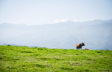 Več kot 70 gasilcev na lov za pobeglimi biki