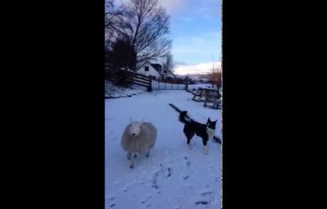 Spoznajte poskočno ovco, ki misli, da je kuža! (video)