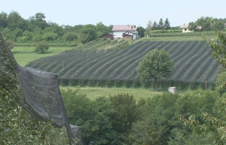 Pozeba, toča in zdaj še suša povsem uničila letošnje pridelke