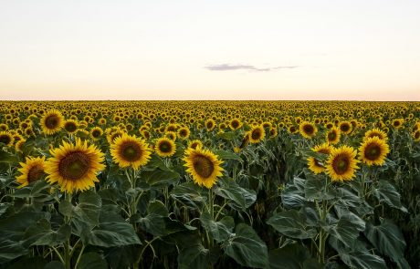 Današnja vremenska napoved