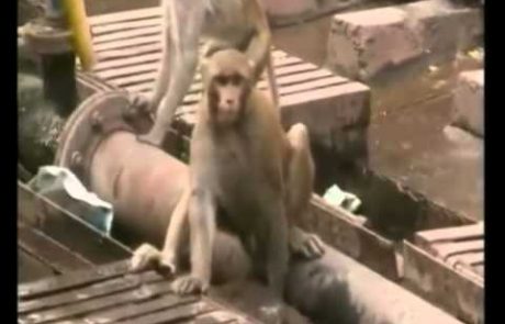 Ta posnetek herojske opice, ki je rešila umirajočo prijateljico, vam bo stopil srce!