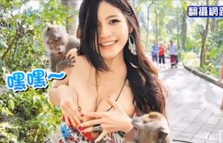 Tajvanka postala slavna zaradi dveh opic, ki jo slačita