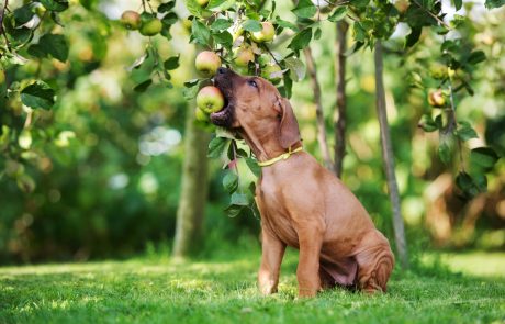 Katere vrste sadja in zelenjave so zdrave za pse?