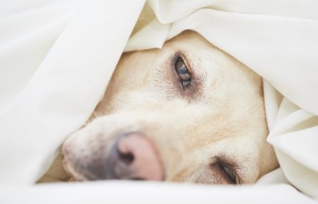 Psihologi o ljudeh, ki dovolijo psom spati v postelji