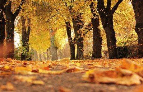 Bo letošnji oktober najtoplejši v zadnjih petdesetih letih?