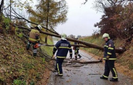 FOTO: Drevo na cesti