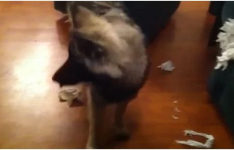 VIDEO: Kaj naredi pes, ko je kregan …