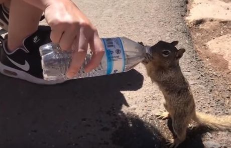 Video dneva: Žejna veverica od turistev ‘izsilila’ plastenko vode