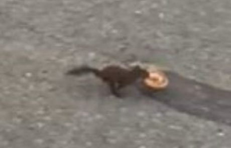 Policisti ujeli veverico, ki jim je ukradla nekaj, kar imajo najraje: “To je resen zločin”
