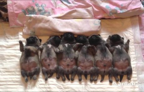 Video dneva: 6 spečih psičkov bo osvojilo vaše srce!
