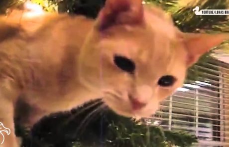 Video dneva: Mačke in božična drevesca so usodna kombinacija!