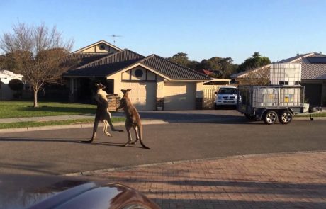 VIDEO: Neverjeten ulični pretep med dvema kengurujema!