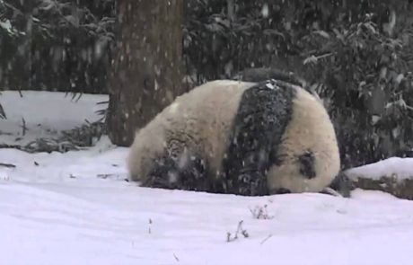 VIDEO: Trenutek, ko se pandji mladiček prvič sreča s snegom