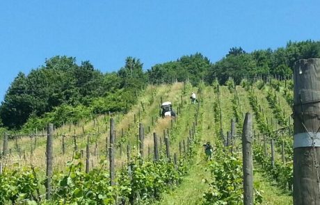 Mariborski vinogradi so v slabem stanju