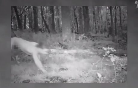 Iskali divje živali, našli zelo neobičajno ‘zver’: V gozdu postavili kamero, posnetek je šokiral vse