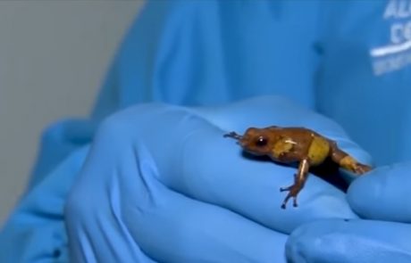 Na letališču v škatlicah za filme našli več kot 200 strupenih žab (Video)