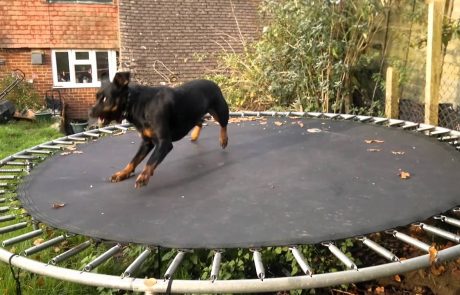 Zakaj bi svojemu psu TAKOJ morali kupiti trampolin (video)