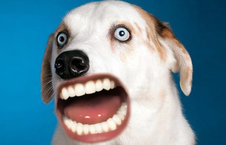 Zaradi psov s človeškimi usti bomo imeli nočne more (video)