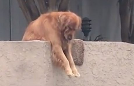 Video dneva: Nikoli ne uganete, zakaj ta pes vsak dan visi čez ograjo
