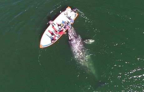 Zračni posnetek srečanja kitovke z mladičem in skupine turistov na čolnu nas je očaral