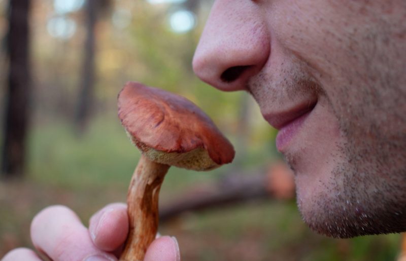 Kako postupiti u slučaju trovanja pečurkama?